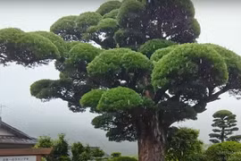 Cận cảnh tùng la hán 600 năm cực đẹp ở Nhật Bản