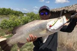 Câu được cá chẽm nặng 8kg bằng mồi nhựa