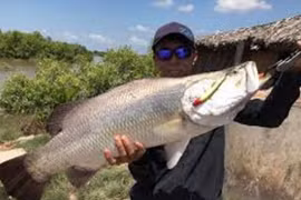 Câu được cá chẽm nặng 8kg bằng mồi nhựa