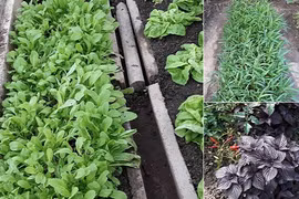 Mướt mắt ngắm những vườn rau Việt đáng ngưỡng mộ ở Séc