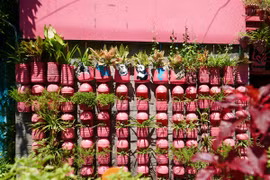 Ngôi nhà màu hồng “nổi bần bật” giữa TP HCM 