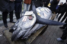 Bắt được cá khổng lồ giữa biển, đại gia mạnh tay trả giá 19 tỷ