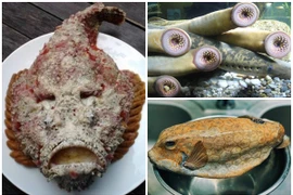 3 loài cá xấu “ma chê quỷ hờn” vẫn cực đắt và cháy hàng