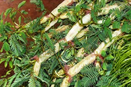 Rau dại cho lợn ăn hóa mỏ vàng, nông dân đút túi tiền triệu