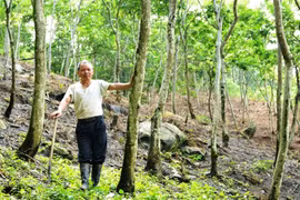 Người Việt “ham” trồng cây sưa chi phí bèo, thu nhập siêu khủng 