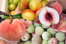 Bóc giá những loại đào Trung Quốc gây sốt thị trường Việt