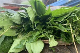 Cây dại ven đường chống đói bỗng hóa đặc sản dân phố thích mê