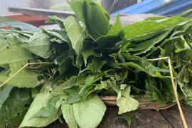 Cây dại ven đường chống đói bỗng hóa đặc sản dân phố thích mê