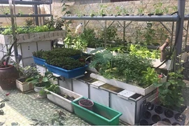 Ngỡ ngàng vườn rau, ao cá ngay trên sân thượng ở Hải Phòng 