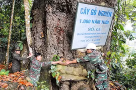 “Mỏ vàng” lộ thiên: Cánh rừng nghiến, trai cổ thụ nghìn năm tuổi 
