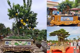 Tận mục chậu cây cảnh dát vàng tiền tỷ chờ đại gia mua về chơi Tết 