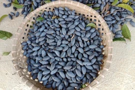 Bất ngờ loại quả xưa chống đói giờ được ví như “vàng đen”