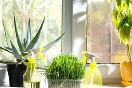 Trồng cây đặc biệt này trong bếp rước tài lộc vào nhà, gia chủ ăn nên làm ra