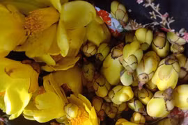 Trà hoa vàng siêu đắt nhà giàu Việt săn lùng, chậm chân 1 bước là "hết hàng"