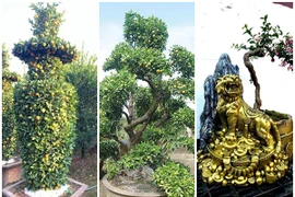 Mãn nhãn cây cảnh độc lạ ngóng khách đón Tết Nhân Dần 2022