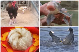 Điểm loạt đặc sản tiến vua có giá trên trời 