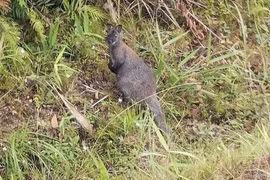 3 con chuột túi ở Cao Bằng nghi do buôn lậu bỏ lại