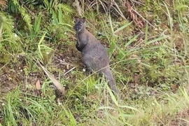 3 con chuột túi ở Cao Bằng nghi do buôn lậu bỏ lại