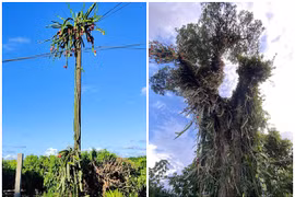 Những cây thanh long chi chít quả nhưng “thách đố” chủ nhân