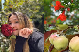 Cận cảnh khu vườn ngập hoa quả của Kim Hiền ở Mỹ