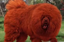 Thú cưng 99 tỷ từng khiến đại gia mê mệt giờ ra sao? 