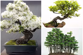 Chiêm ngưỡng loạt bonsai độc đáo, đẹp đến say lòng 
