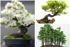 Chiêm ngưỡng loạt bonsai độc đáo, đẹp đến say lòng 