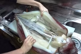 Sự thật loại mực xà "siêu to khổng lồ" bán tràn lan chợ mạng