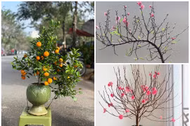 Đào, quất mini bất ngờ “đắt như tôm tươi” ngày cận Tết 