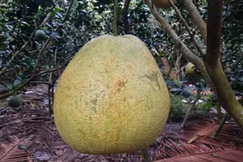 Triệu đồng 1 quả bưởi thúng khổng lồ nặng gần chục kg chưng Tết 