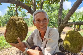 Bật mí loại cây “quý như vàng” giúp lão nông kiếm tiền tỷ