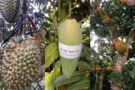 Muôn kiểu chống trộm độc nhất vô nhị của nông dân Việt