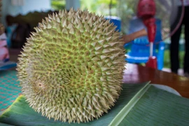 Đột nhập trang trại sầu riêng giá hơn 700 triệu đồng mỗi trái