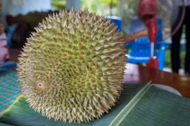 Đột nhập trang trại sầu riêng giá hơn 700 triệu đồng mỗi trái