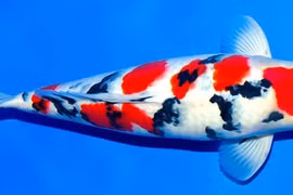 10 cá Koi đắt nhất hành tinh, có con lên tới 41 tỷ đồng