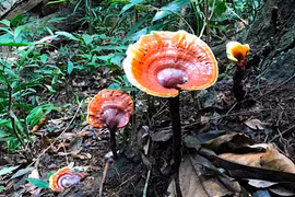 Giới nhà giàu Việt "săn lùng" những loại nấm siêu đắt nào?