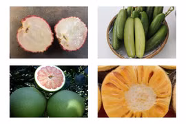 7 loại quả không hạt đắt như tôm tươi dành cho giới nhà giàu