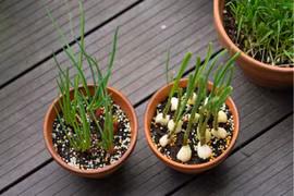 10 loại rau “khắc tinh” của ung thư, thích hợp trồng ban công