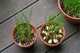 10 loại rau “khắc tinh” của ung thư, thích hợp trồng ban công