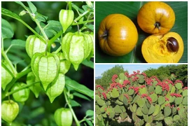 3 loại quả bị người Việt “ghẻ lạnh”, ra nước ngoài “đắt hơn vàng“