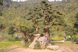 Cận cảnh duối cổ nghìn năm có tiền cũng không mua nổi