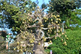  Ngỡ ngàng cây cóc cảnh chi chít quả 500 triệu không mua được