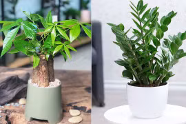 5 cây phong thủy 'ưa chịu khổ', thích sống chậu nhỏ, ghét chậu to 