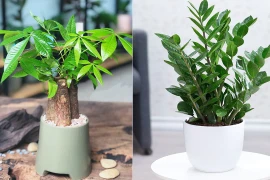 5 cây phong thủy 'ưa chịu khổ', thích sống chậu nhỏ, ghét chậu to 