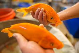 Chợ cá chép lớn nhất TP.HCM nhộn nhịp về đêm