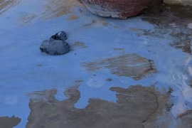 Sân nhà bí thư xã ở Khánh Hòa bị tạt sơn trộn mắm tôm