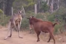 Dê “rảnh việc” trêu kangaroo tức điên 