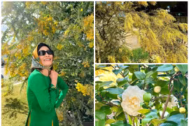 Biệt thự đẹp như thiên đường của nghệ sĩ Hồng Đào tại Mỹ