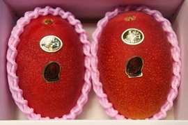 Nửa chỉ vàng/quả, xoài đắt nhất thế giới ngon cỡ nào?