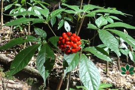 Loài cây quý hiếm, chỉ có tại Việt Nam: Giá đắt 'xắt ra miếng' 